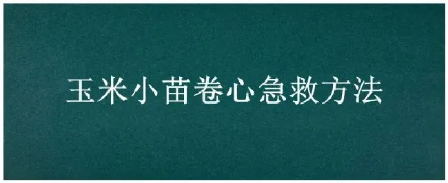 玉米小苗卷心急救方法 | 农业常识