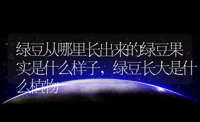 绿豆从哪里长出来的绿豆果实是什么样子,绿豆长大是什么植物 | 养殖常见问题