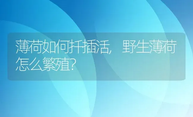 薄荷如何扦插活,野生薄荷怎么繁殖？ | 养殖常见问题