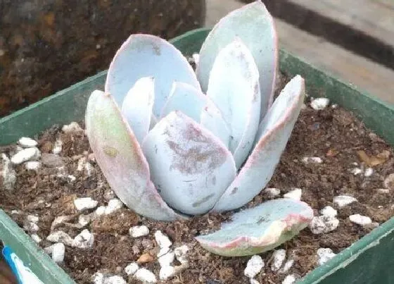 植物常识问题|6月养多肉如何做好防虫工作