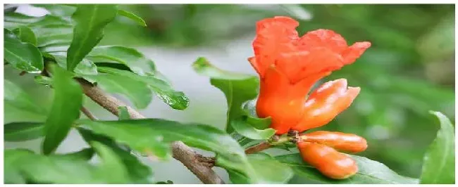 石榴花的养殖方法和注意事项 | 生活常识