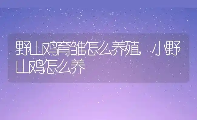 野山鸡育雏怎么养殖,小野山鸡怎么养 | 养殖常见问题