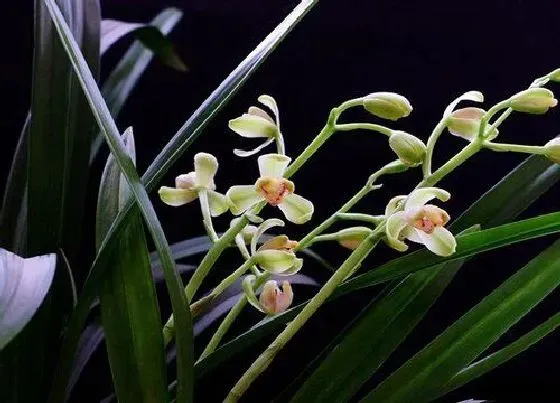 植物常识问题|兰花老芦头如何提高发芽率