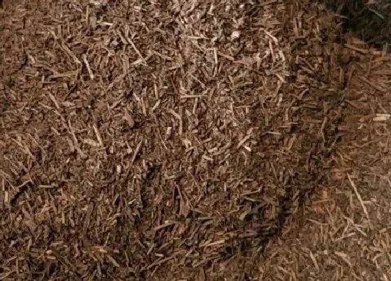 植物常识问题|家庭养花营养土配制的方法（自制栽花营养土5大配方）