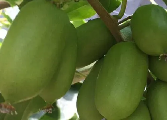 植物常识问题|软枣猕猴桃最好的品种排名 口感好又好吃的猕猴桃介绍