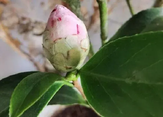 植物常识问题|怎么给茶花施肥秋季花苞爆满枝