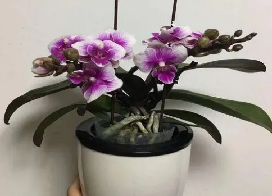 植物常识问题|蝴蝶兰如何养护长小侧芽