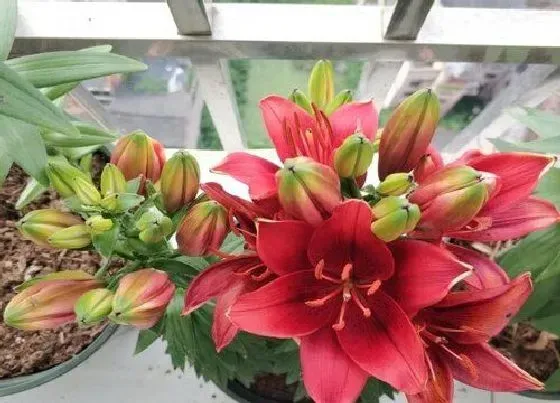 植物常识问题|百合花可以放在卧室吗 晚上睡觉放房间里对身体好吗