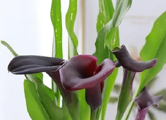 植物常识问题|马蹄的种植栽培技术