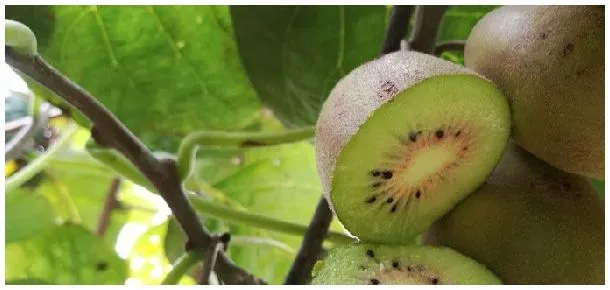 猕猴桃籽可以种植吗 | 农业答疑