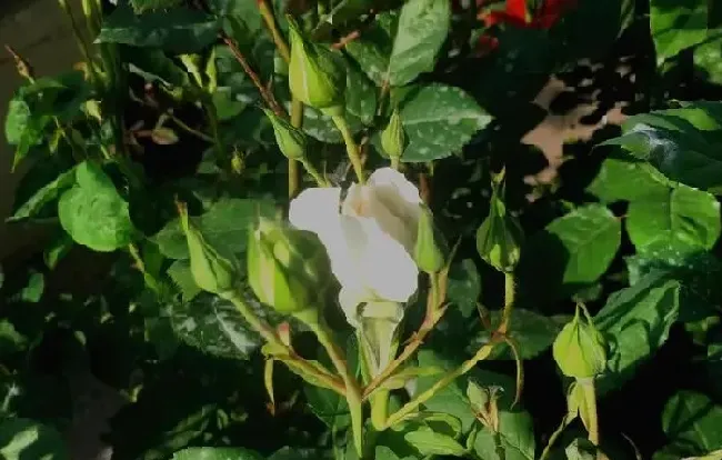 植物常识问题|月季花苞一直不开花怎么回事（打了花苞却开不出来花原因）