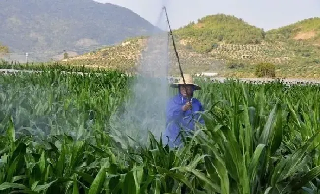 植物常识问题|玉米控旺的注意事项（玉米控旺的最佳时期千万不要错过）