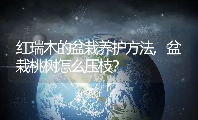 红瑞木的盆栽养护方法,盆栽桃树怎么压枝？ | 养殖常见问题