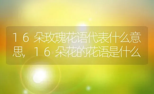 16朵玫瑰花语代表什么意思,16朵花的花语是什么 | 养殖常见问题