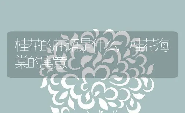 桂花的花语是什么,桂花海棠的寓意 | 养殖常见问题