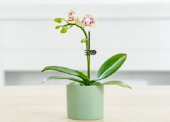 植物常识问题|蝴蝶兰如何补肥养护更轻松  花箭还猛窜