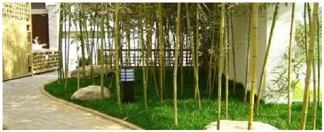 庭院竹子种植注意事项 | 农业常识