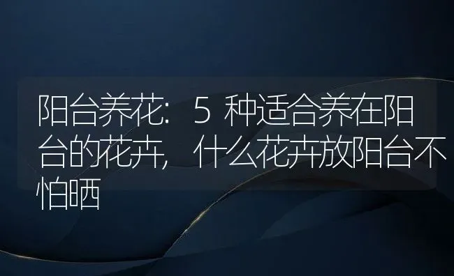 阳台养花:5种适合养在阳台的花卉,什么花卉放阳台不怕晒 | 养殖常见问题