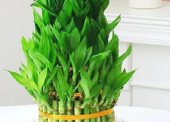 植物常识问题|家庭如何养富贵竹叶子浓绿富有光泽