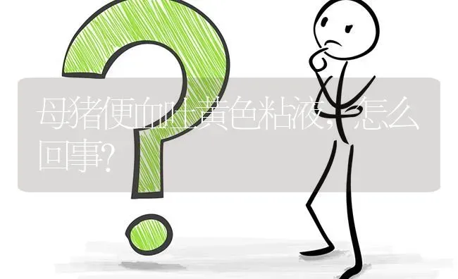 母猪便血吐黄色粘液,怎么回事? | 养殖问题解答