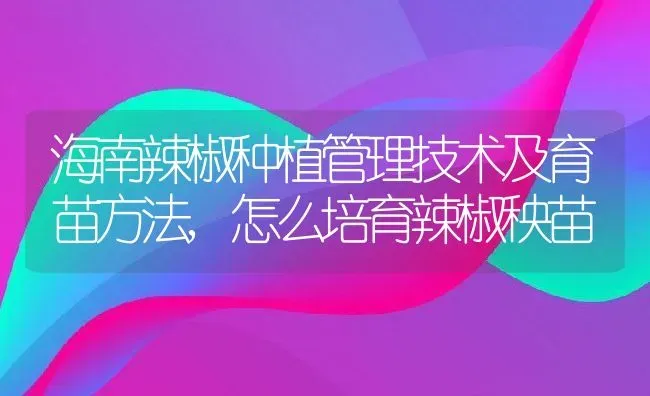 海南辣椒种植管理技术及育苗方法,怎么培育辣椒秧苗 | 养殖常见问题