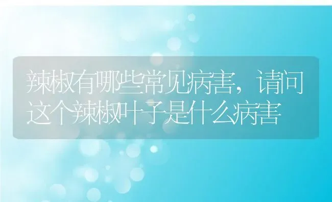 辣椒有哪些常见病害,请问这个辣椒叶子是什么病害 | 养殖常见问题