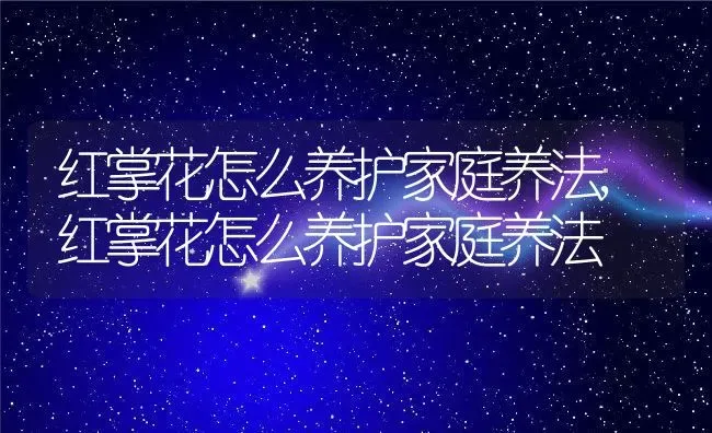 红掌花怎么养护家庭养法,红掌花怎么养护家庭养法 | 养殖常见问题
