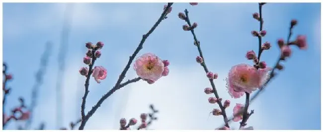 梅花的特点和外形 | 农业问题