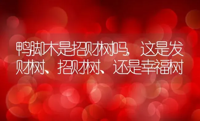 鸭脚木是招财树吗,这是发财树、招财树、还是幸福树 | 养殖常见问题