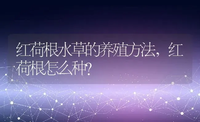 红荷根水草的养殖方法,红荷根怎么种？ | 养殖常见问题