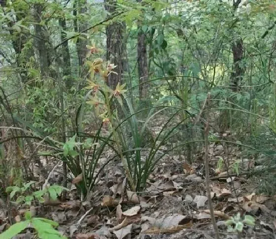 植物常识问题|野生蕙兰属于国家保护植物吗（野生蕙兰的生长环境）