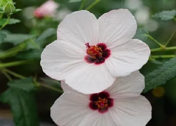 植物常识问题|木槿花叶片发黄怎么办  如何养长势旺