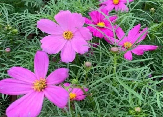 植物常识问题|格桑花有毒吗 格桑花的功效作用与禁忌