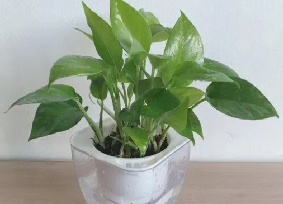 植物常识问题|绿萝不黄叶的养护方法
