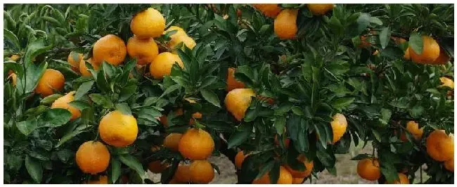 吡虫噻嗪酮使用方法 | 农业常识