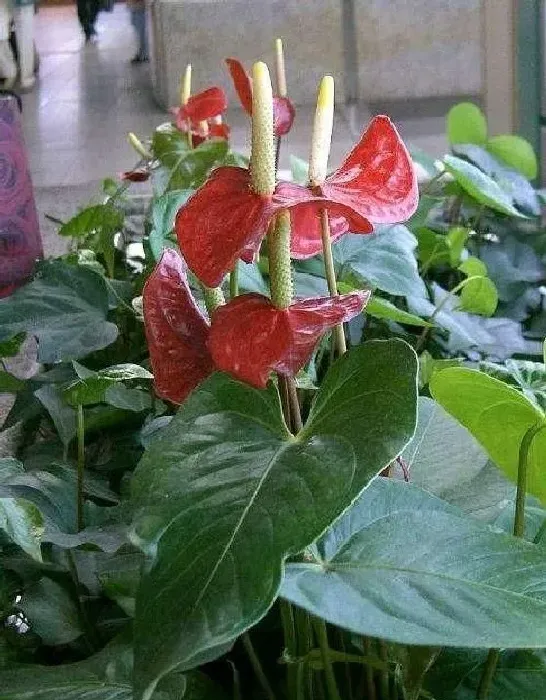 植物常识问题|红掌根部长了好多小叶子要剪掉吗（红掌底部叶子怎么处理）