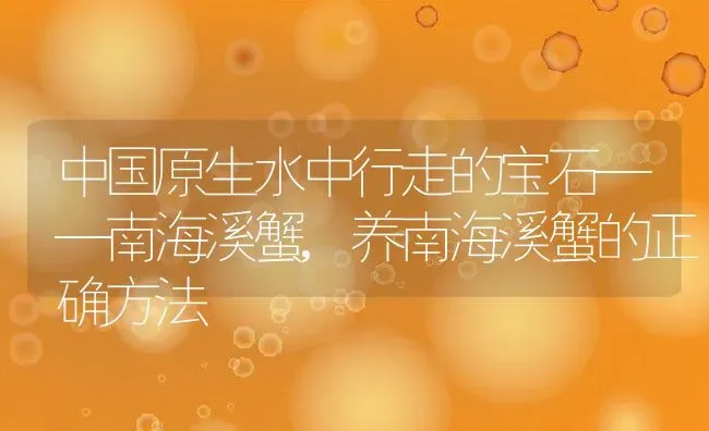 中国原生水中行走的宝石——南海溪蟹,养南海溪蟹的正确方法 | 养殖常见问题