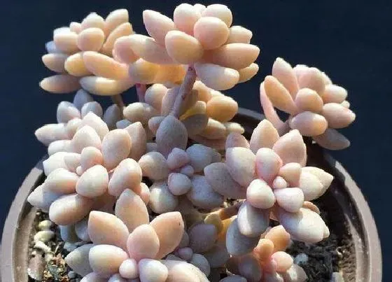 植物常识问题|多肉徒长如何操作快速成老桩