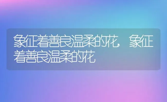 象征着善良温柔的花,象征着善良温柔的花 | 养殖常见问题