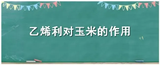 乙烯利对玉米的作用 | 三农答疑