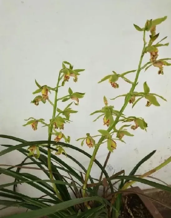 植物常识问题|野生蕙兰属于国家保护植物吗（野生蕙兰的生长环境）