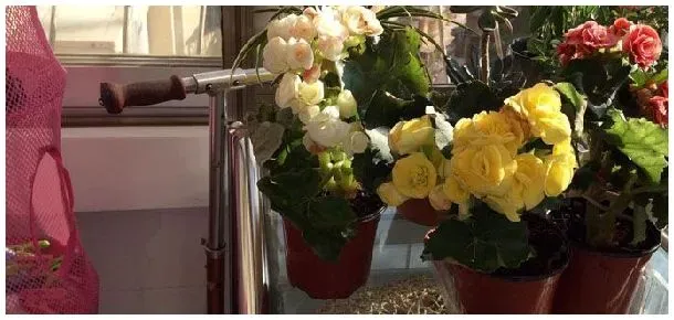 花卉黄叶怎么回事 | 生活常识