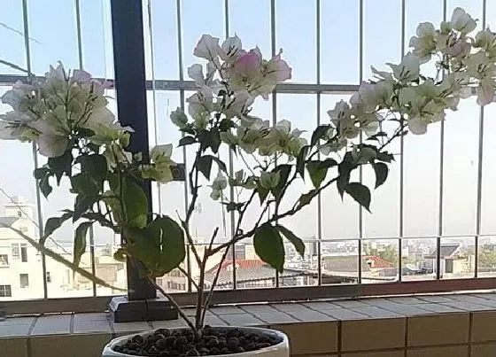植物常识问题|三角梅如何管理株型紧凑饱满