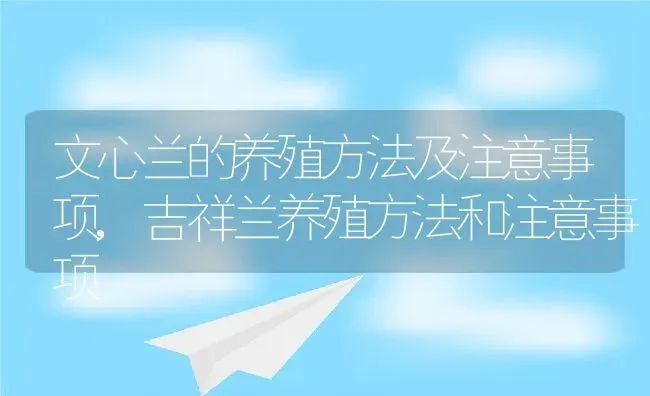 文心兰的养殖方法及注意事项,吉祥兰养殖方法和注意事项 | 养殖常见问题