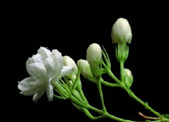 植物常识问题|茉莉花开花后如何防止花苞掉落