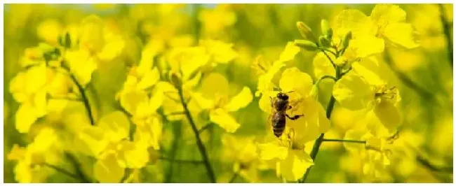 直播油菜栽培技术要点 | 生活常识