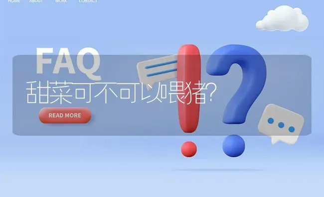 甜菜可不可以喂猪? | 养殖问题解答
