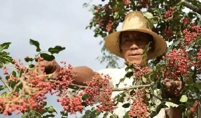植物常识问题|怎样提高花椒种子发芽率（花椒怎么育苗容易发芽提高产量）