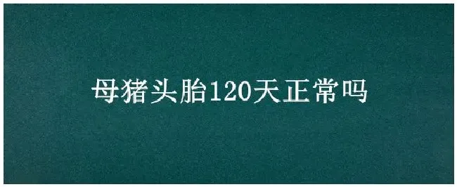 母猪头胎120天正常吗 | 农业问题