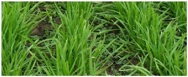 韭菜的种植方法 | 三农答疑